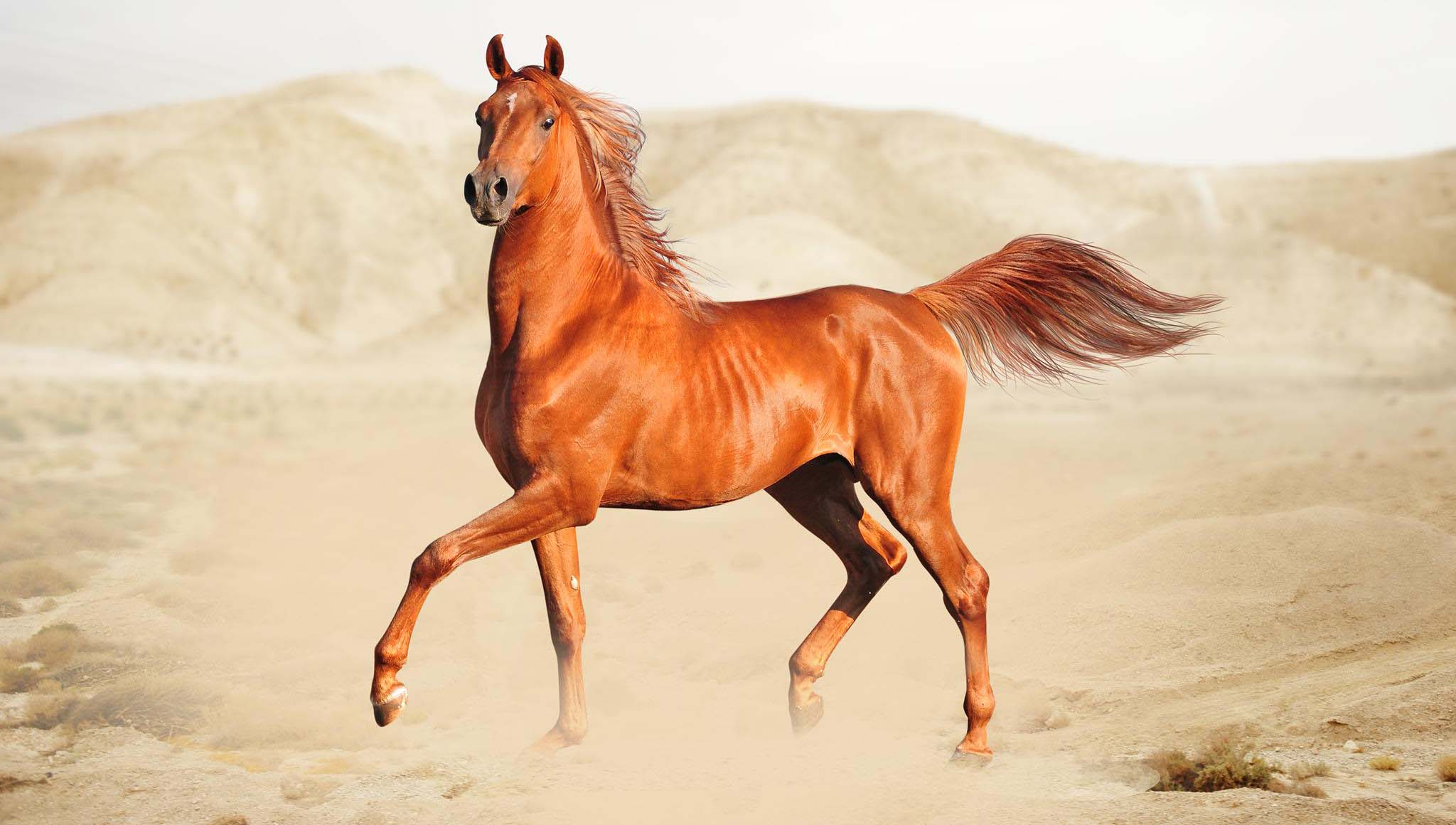 The Arabian Horse